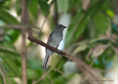Lipaugus vociferans