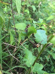 Promachus vertebratus