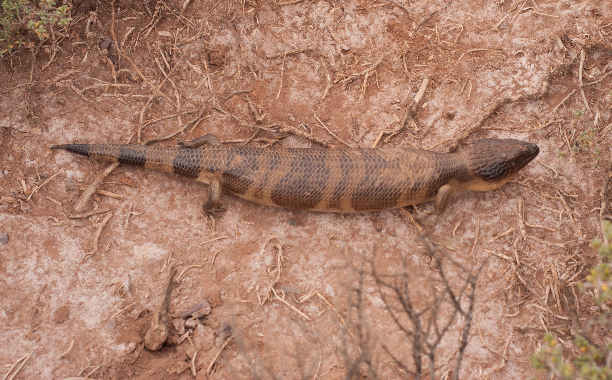 western bluetongue, western blue-tongued lizard