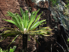 Dioon merolae