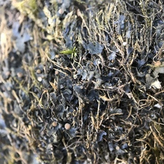 Scytinium juniperinum