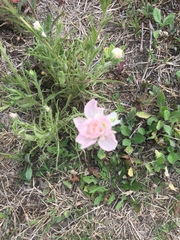 Castilleja indivisa