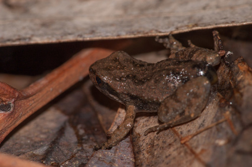 Myobatrachidae