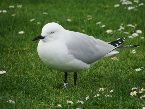 Black-billed Gull｜新西兰黑嘴鸥 参考照片