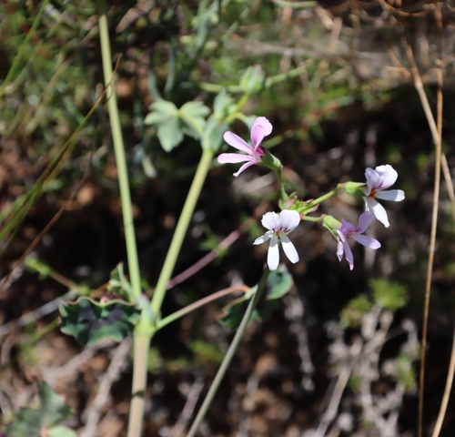Image of Pelargonium tabulare by (c) Tony Rebelo, some rights reserved (CC BY-SA)