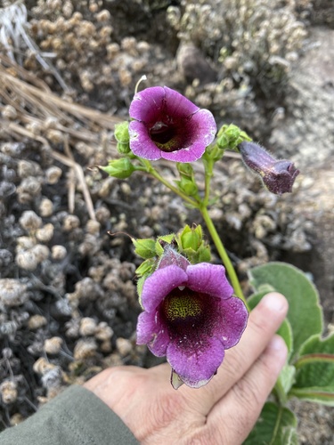Sinningia aghensis