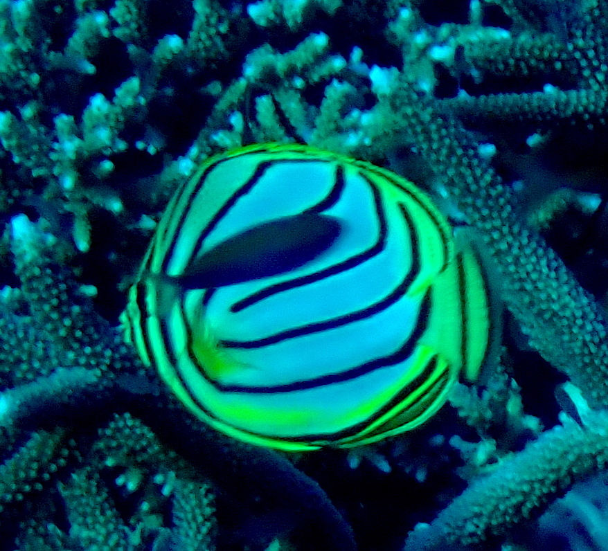 Scrawled butterflyfish