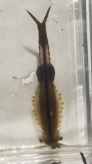 Eubranchipus vernalis