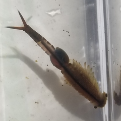 Eubranchipus vernalis