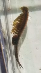 Eubranchipus vernalis