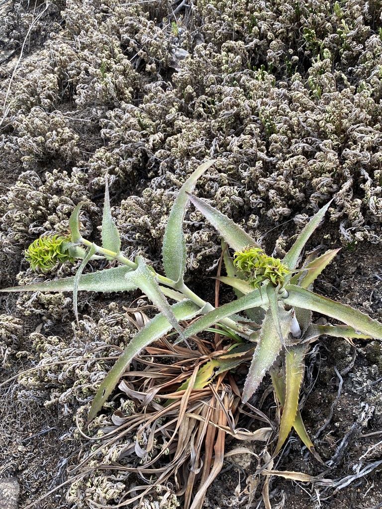 Orthophytum magalhaesii