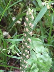 Plantago virginica