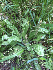 Plantago virginica