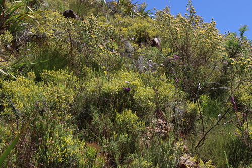 Image of Heathleaf Capegorse by (c) Tony Rebelo, some rights reserved (CC BY-SA)