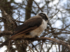 Eurocephalus ruppelli