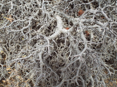 Pelargonium xerophyton