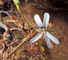 Pelargonium xerophyton