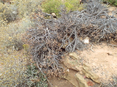 Pelargonium xerophyton