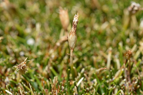 Zameioscirpus atacamensis, 2023-09-18