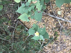 Abutilon fruticosum