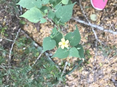 Abutilon fruticosum
