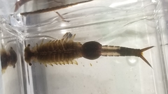 Eubranchipus vernalis