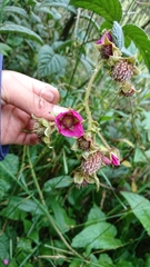 Rubus nubigenus