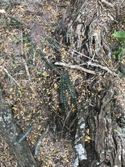 Echinocereus berlandieri