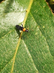 Pseudoxenetus regalis