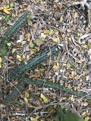 Echinocereus berlandieri