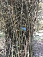 Dendrocalamus strictus