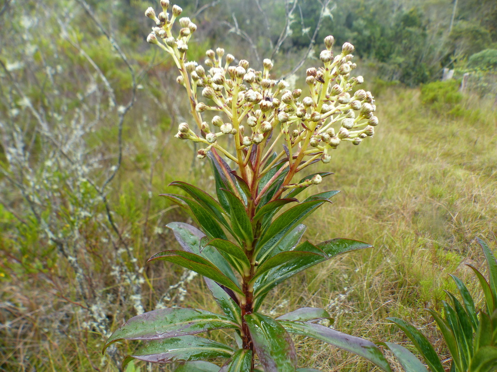 Baccharis oblongifolia