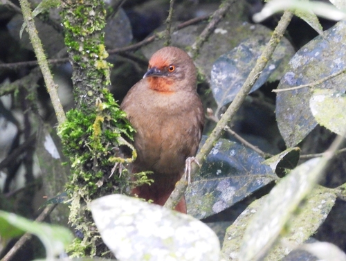 Orange-eyed Thornbird