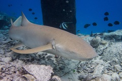 Tawny Nurse Shark photo 5