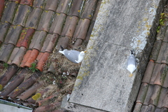 Larus michahellis