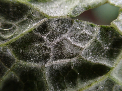 Erysiphe alliariicola