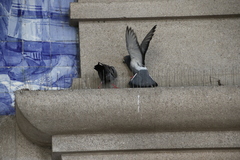 Columba livia domestica
