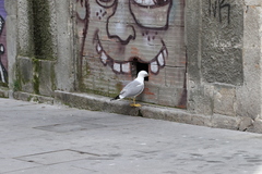 Larus michahellis