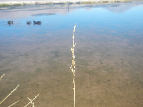 Festuca rigescens