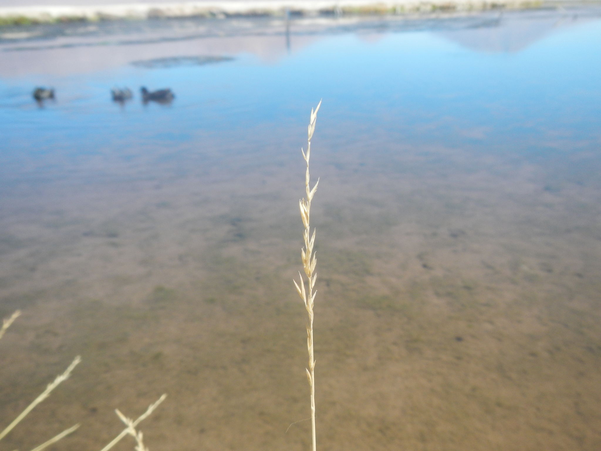 Festuca rigescens