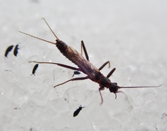 Allocapnia pygmaea