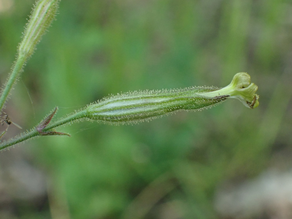Silene viridiflora; photograph (c) Milan Chytrý, some rights reserved (CC BY)