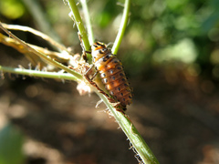 Coccinella magnifica