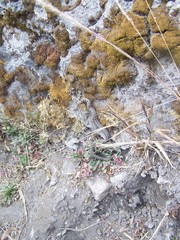 Crotalus triseriatus