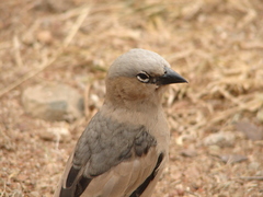 Pseudonigrita arnaudi