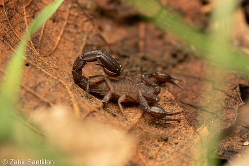 Mexican Scorpion