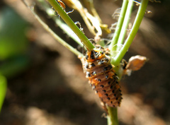 Coccinella magnifica