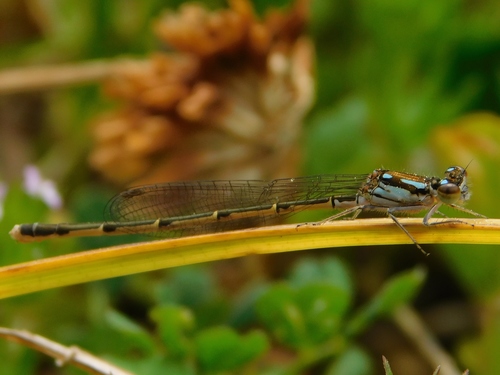 Fragile Forktail, photo 8 of 9