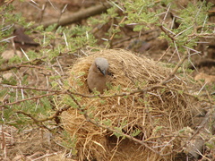 Pseudonigrita arnaudi