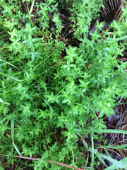 Galium porrigens